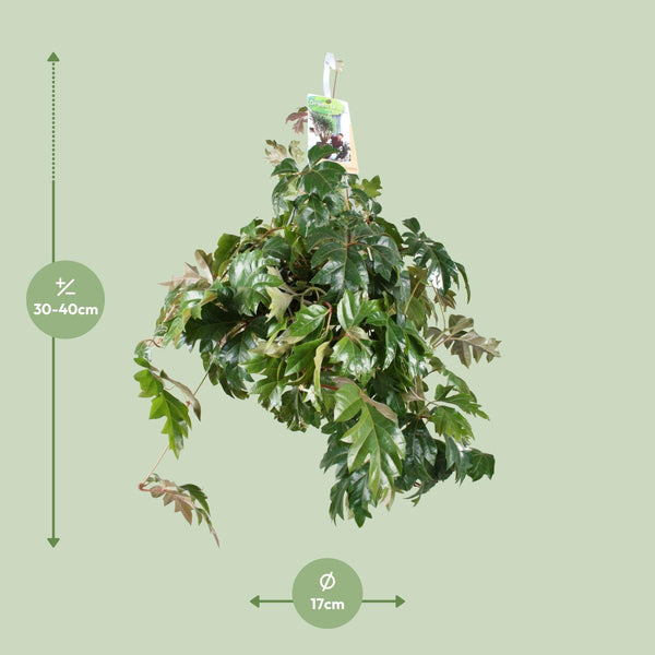 Königswein ‚Ellen Danica' – Cissus rhombifolia – Ansicht 2