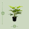 Zimmeraralie ‚Spider Web' – Fatsia japonica