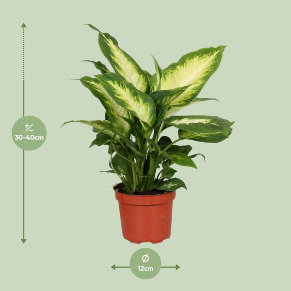 Dieffenbachie ‚Camilla‘ – Dieffenbachia – Ansicht 2