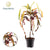 Wunderstrauch ‚Dreadlock' – Codiaeum variegatum