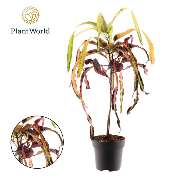 Wunderstrauch ‚Dreadlock' – Codiaeum variegatum