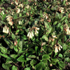 Kaukasus-Beinwell – Symphytum grandiflorum – Ansicht 7