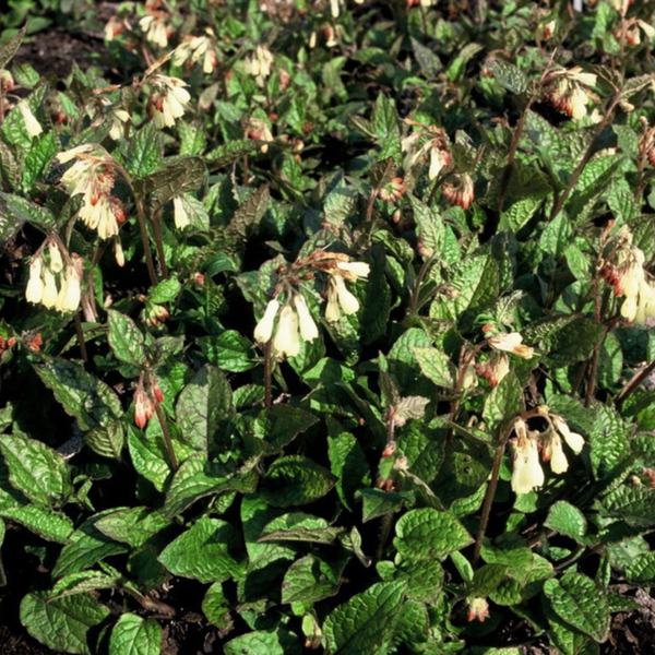 Kaukasus-Beinwell – Symphytum grandiflorum – Ansicht 7