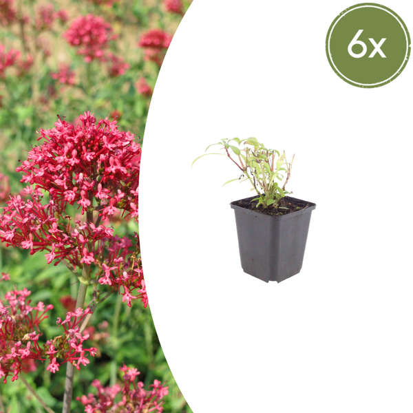 Rote Spornblume ‚Coccineus' – Centranthus ruber – 6 Stück