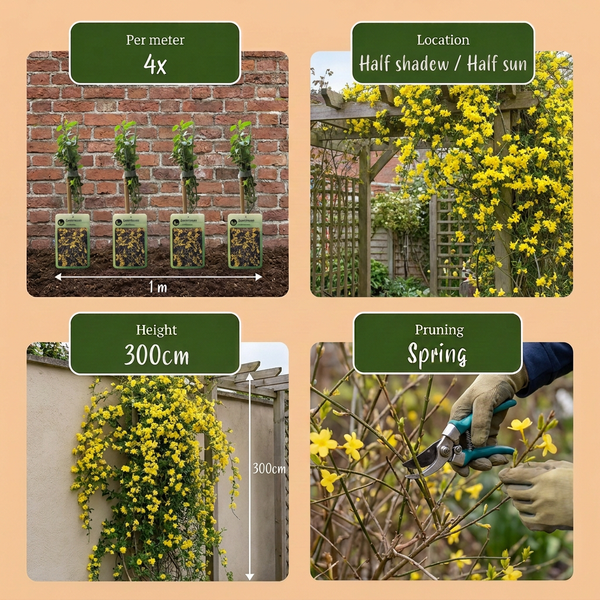 Winterjasmin – Jasminum nudiflorum – Ansicht 5