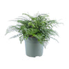 Nestfarn ‚Parvati' – Asplenium nidus