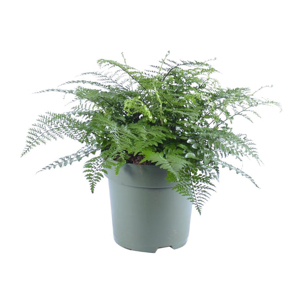 Nestfarn ‚Parvati' – Asplenium nidus