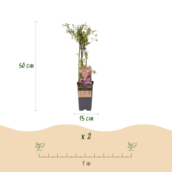 Heidelbeere ‚Pink Lemonade' – Vaccinium corymbosum – Ansicht 3