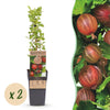 Stachelbeere ‚Hinnonmaki Rod' – Ribes uva-crispa