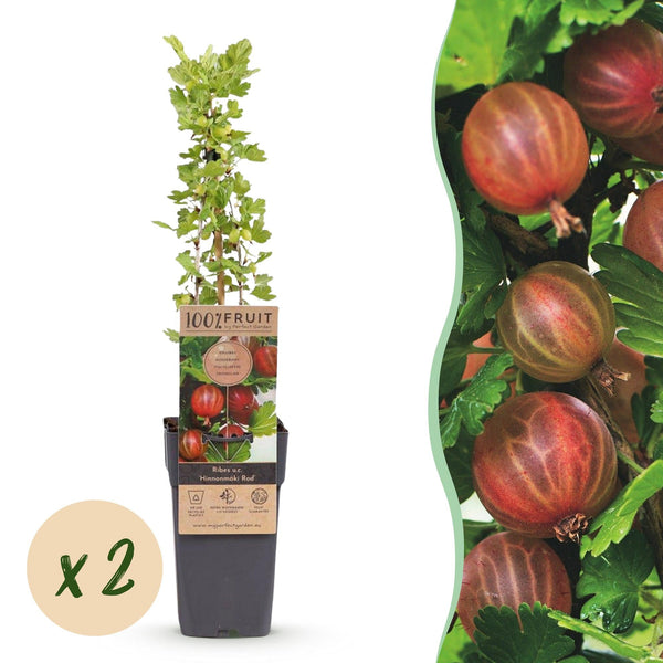 Stachelbeere ‚Hinnonmaki Rod' – Ribes uva-crispa