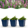 Ziest ‚Duo' – Stachys – Ø 11 cm · 15-25 cm