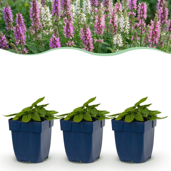 Ziest ‚Duo' – Stachys – Ø 11 cm · 15-25 cm