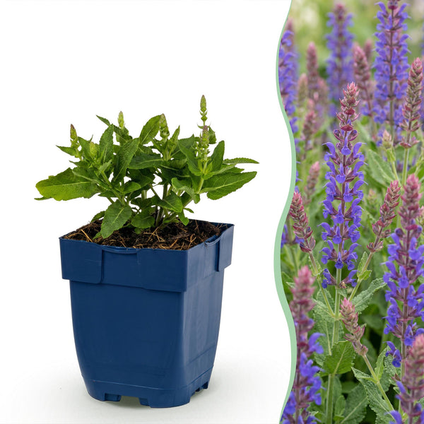 Steppensalbei ‚Sensation Deep Blue' – Salvia nemorosa
