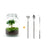 Flaschengarten-Set „Kaffeepflanze" – DIY-Terrarium mit Coffea arabica und Werkzeug