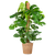 Fensterblatt – Monstera Deliciosa XL – ↕ 120 cm – Ø 24 cm | Torun-Korb