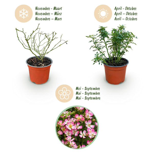 Rose ‚Cutie Pie' – Rosa – Ansicht 4