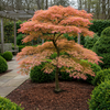 Japanischer Ahorn ‚Iyoshi' – Acer palmatum – Ansicht 6