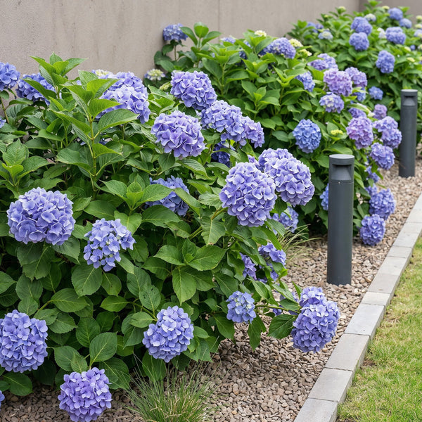 Hortensie – Hydrangea macrophylla