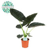 Pfeilblatt ‚Regal Shield' – Alocasia