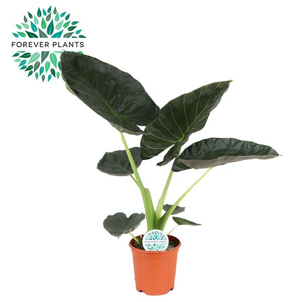 Pfeilblatt ‚Regal Shield' – Alocasia
