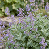 Katzenminze – Nepeta × faassenii – Ansicht 5
