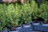 Zuckerhutfichte ‚Perfecta' – Picea glauca