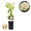 Kletterrose ‚White Climber' – Rosa