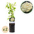 Kletterrose ‚White Climber' – Rosa