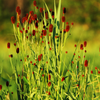 Großer Wiesenknopf ‚Tanna' – Sanguisorba officinalis – Ansicht 7