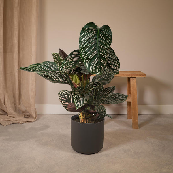 Korbmarante – Calathea ornata – Ansicht 6