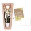 Pflanzengeschenk „Viel Glück" – Orchidee ‚Lausanne' mit Topf, Karte & Geschenktasche