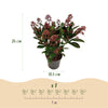 Skimmie ‚Rubella' – Skimmia japonica – Ansicht 3