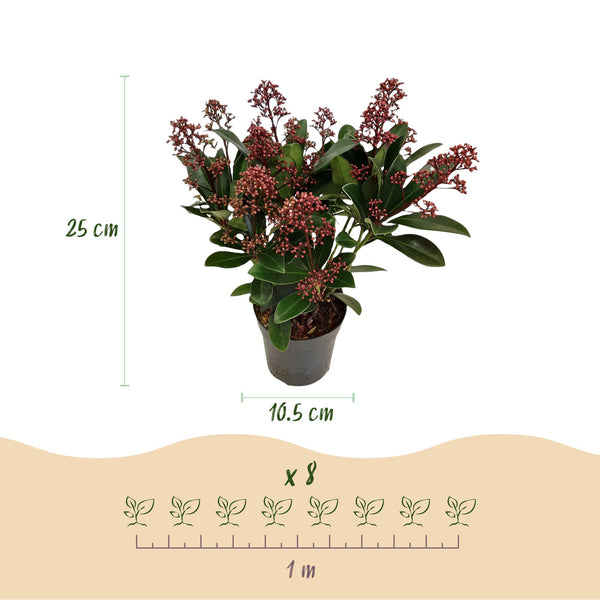 Skimmie ‚Rubella' – Skimmia japonica – Ansicht 3