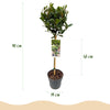 Lorbeer Stämmchen – Laurus nobilis – Ansicht 3