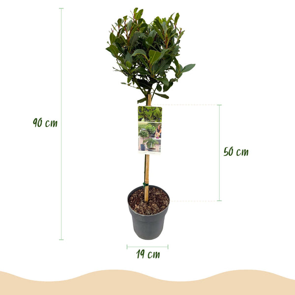 Lorbeer Stämmchen – Laurus nobilis – Ansicht 3