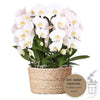 Orchideen-Set „Mono Bouquet“ – 3 weiße Phalaenopsis ‚Niagara Fall'
