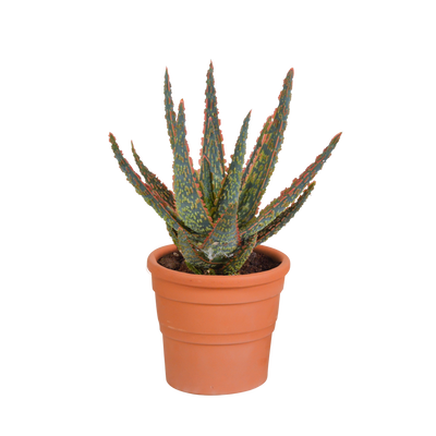 Aloe zebrina ‚Dannyz'