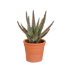 Aloe zebrina ‚Dannyz' – Terrakottatopf