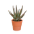 Aloe zebrina ‚Dannyz' – Terrakottatopf