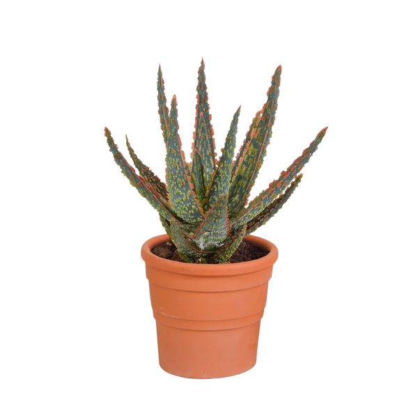 Aloe zebrina ‚Dannyz' – Terrakottatopf