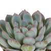Echeverien-Mix – Echeveria – Ansicht 4