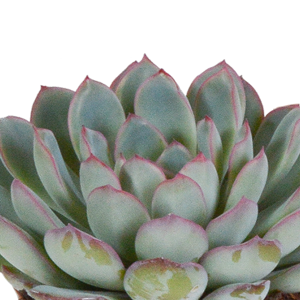 Echeverien-Mix – Echeveria – Ansicht 4