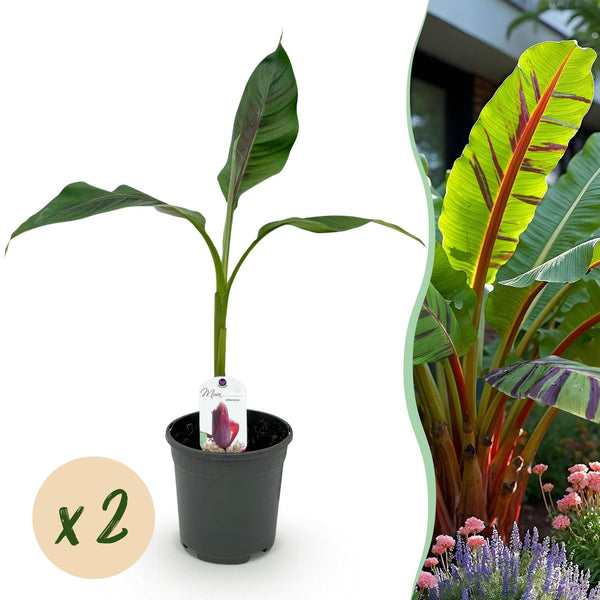 Bananenpflanze ‚Red Tiger' – Musa sikkimensis