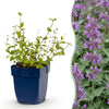 Katzenminze ‚Grog' – Nepeta racemosa