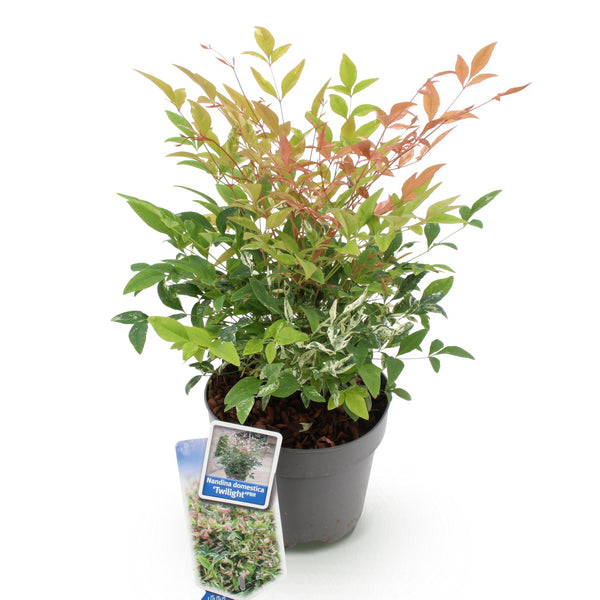 Himmelsbambus ‚Twilight' – Nandina domestica – Ansicht 2