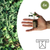 Efeu ‚Green Ripple' – Hedera helix