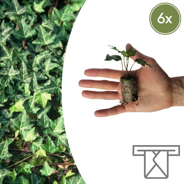 Efeu ‚Green Ripple' – Hedera helix
