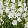 Pfirsichblättrige Glockenblume ‚Alba' – Campanula persicifolia – Ansicht 5