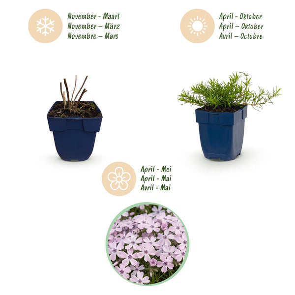 Polster-Phlox ‚Benita' – Phlox subulata – Ansicht 4