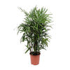 Steckenpalme – Rhapis excelsa – Ø 27 cm · 120 cm